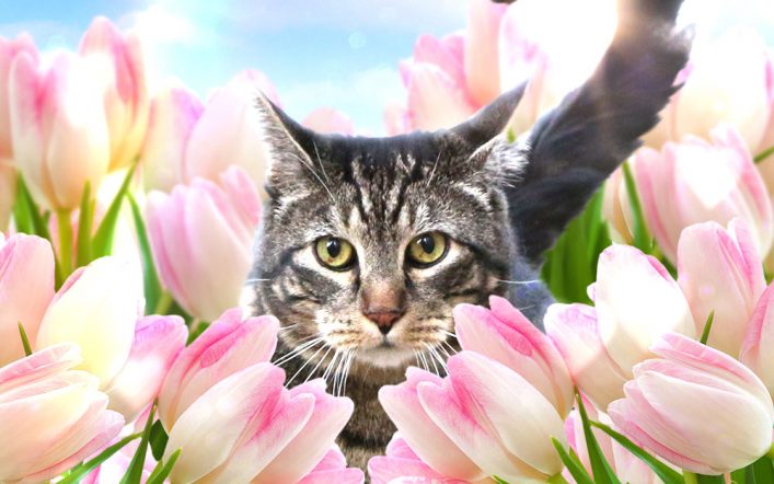 Choose Sundays With Tabs the Cat, Make-up and Magnificence Weblog Mascot, Vol. 852
