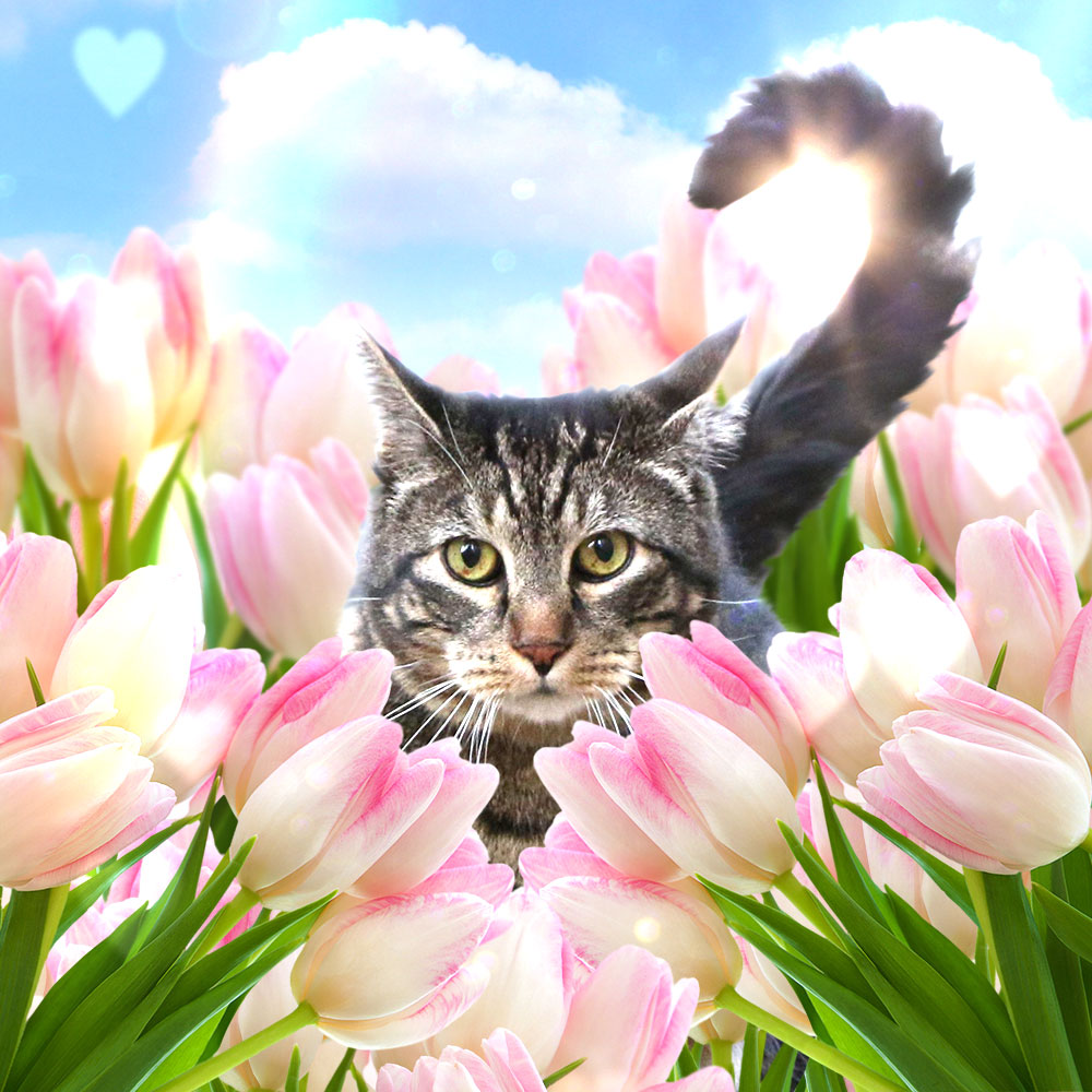 Choose Sundays With Tabs the Cat, Make-up and Magnificence Weblog Mascot, Vol. 852
