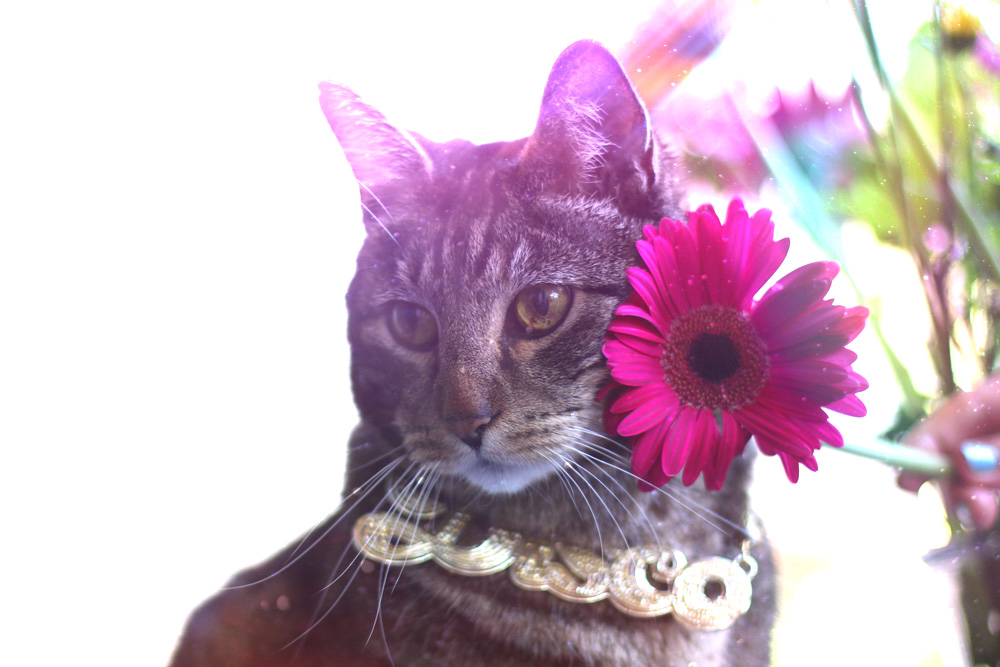 Choose Sundays With Tabs the Cat, Make-up and Magnificence Weblog Mascot, Vol. 865