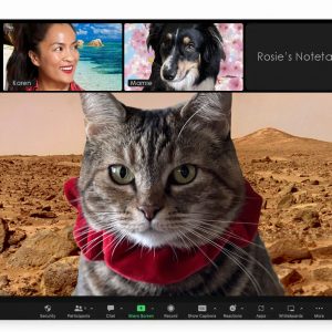 Sundays With Tabs the Cat, Make-up and Magnificence Weblog Mascot, Vol. 878