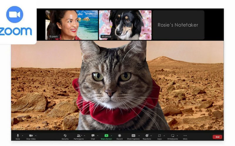 Sundays With Tabs the Cat, Make-up and Magnificence Weblog Mascot, Vol. 878